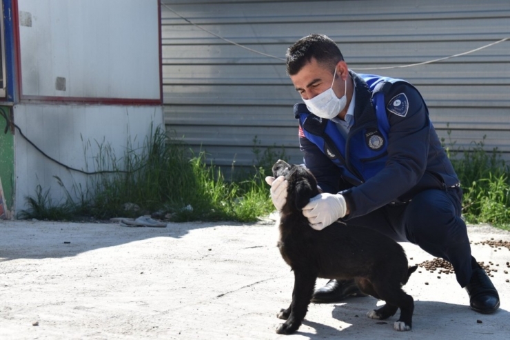 Kartepe’nin Sokak Hayvanları Yalnız Kalmadı