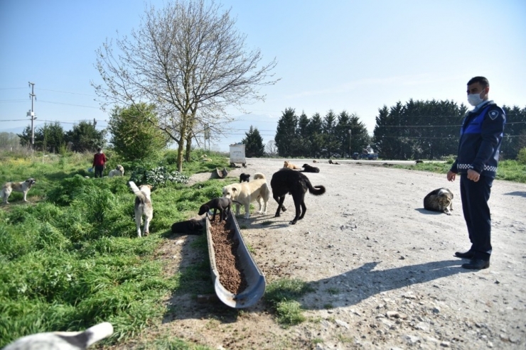 Kartepe’nin Sokak Hayvanları Yalnız Kalmadı