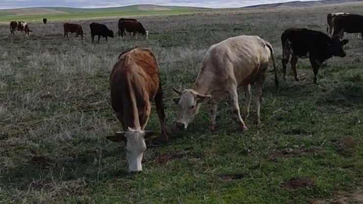 Köy İmamı, 65 Yaş Üstü Vatandaşların Hayvanlarını Otlatıp Alışverişini Yapıyor