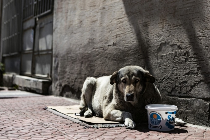 Mersin’de Korona Virüs Salgını Sürecinde Sokak Hayvanları Unutulmuyor