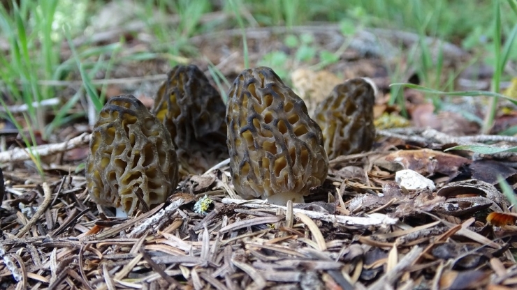 Şifalı "Kuzugöbeği" Mantarının Kilosu 150 Lira