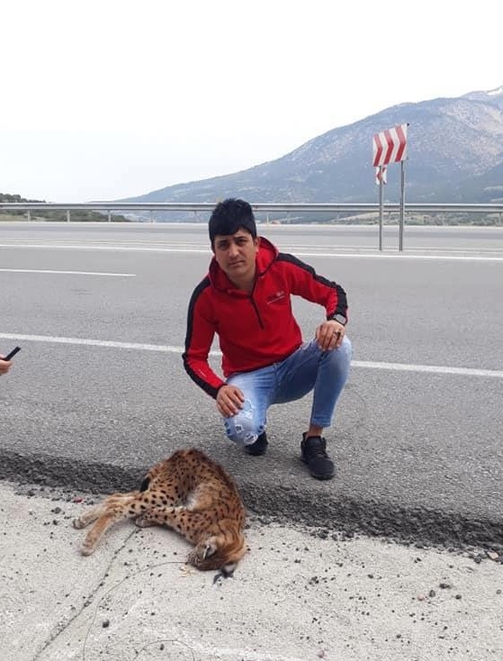 Nesli Koruma Altında Olan Vaşağa Otomobil Çarptı