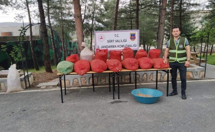 Salep Soğanını Toplayan Şahsa 73 Bin 747 Lira Para Cezası Kesildi