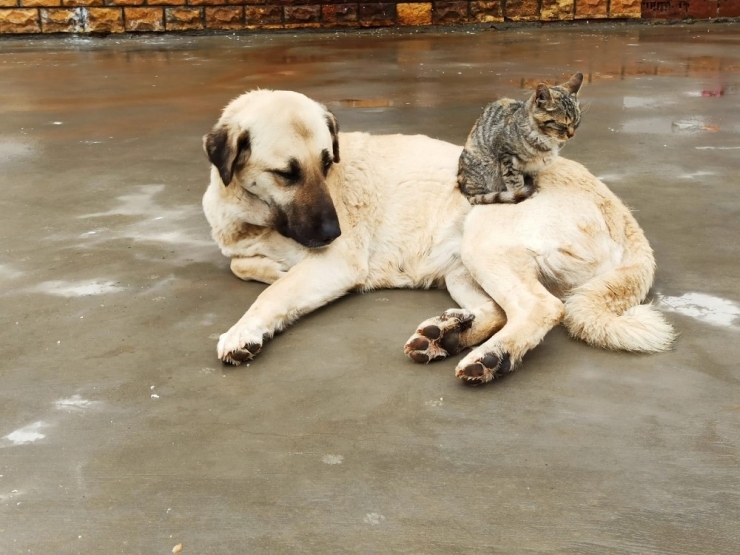 Köpek Ve Kedinin Kıskandıran Dostluğu