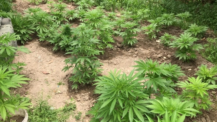 Adana’da Sera İçerisinde Ve Bahçede 186 Kök Hint Keneviri Ele Geçirildi