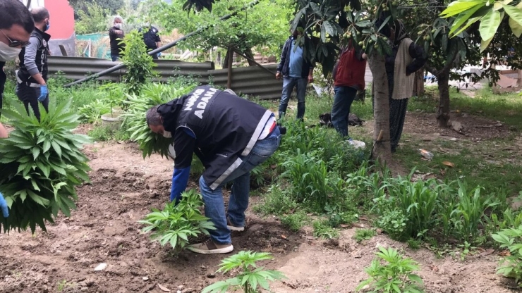 Adana’da Sera İçerisinde Ve Bahçede 186 Kök Hint Keneviri Ele Geçirildi