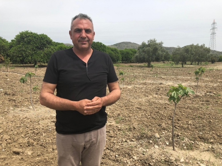 Üreticiden Fidan Hırsızlarına Afişli Önlem