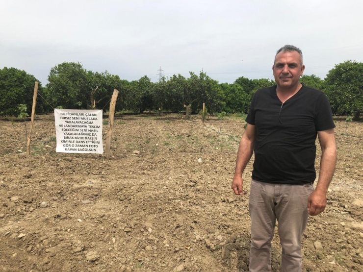 Üreticiden Fidan Hırsızlarına Afişli Önlem