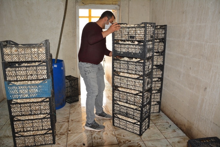 Korona Virüs Mantar Üretimine Engel Olmadı