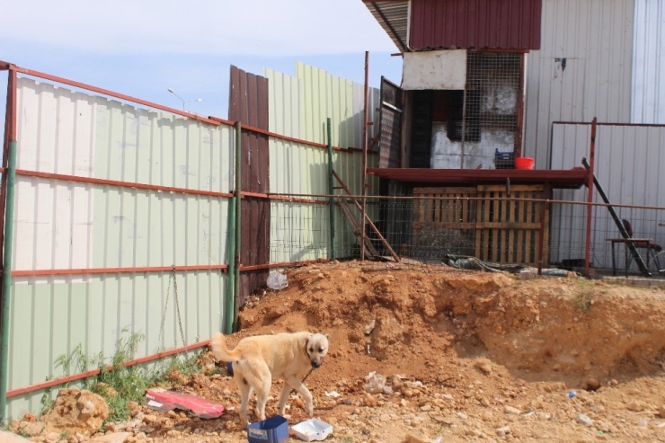 Girdikleri İş Yerinden Köpeği Bile Çaldılar
