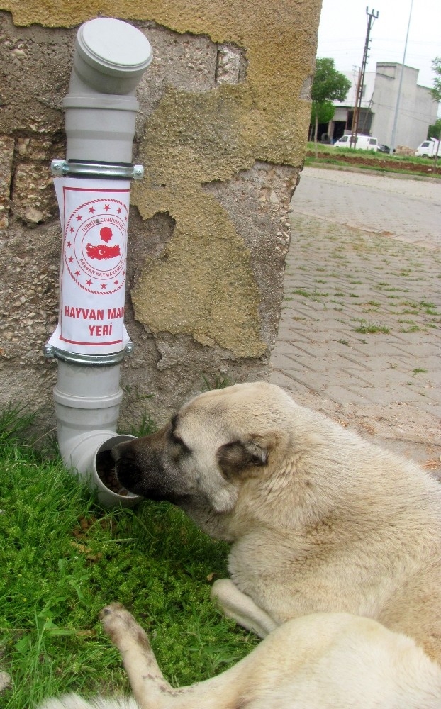 Araban’da Sokak Hayvanları Aç Kalmayacak