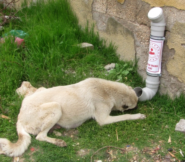 Araban’da Sokak Hayvanları Aç Kalmayacak