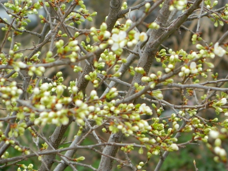 Posof Güne Karla Uyandı