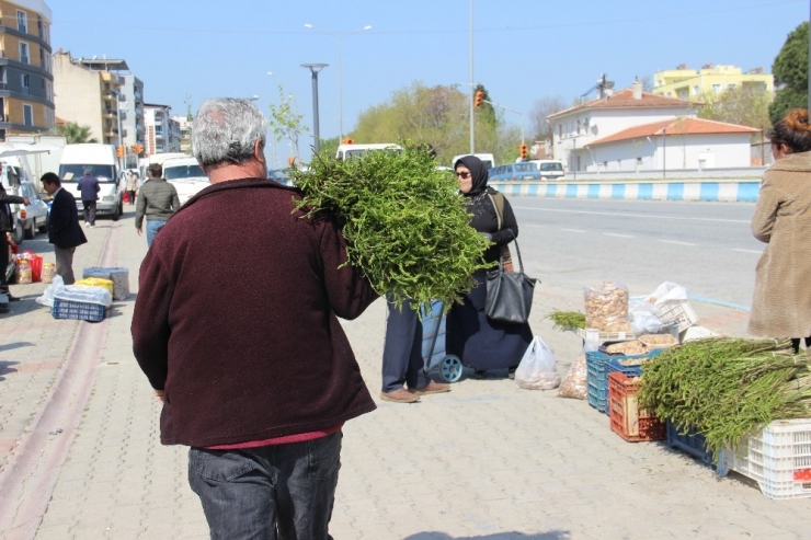 Aydın’ın Acı Otu, Tatlı Gelire Dönüştü