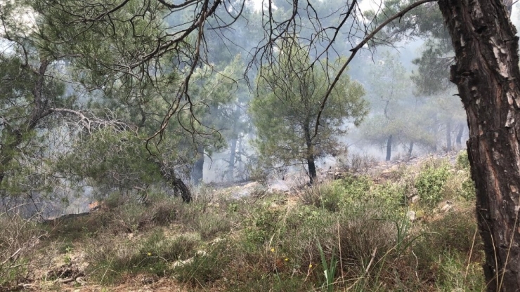 Çanakkale’de Orman Yangını