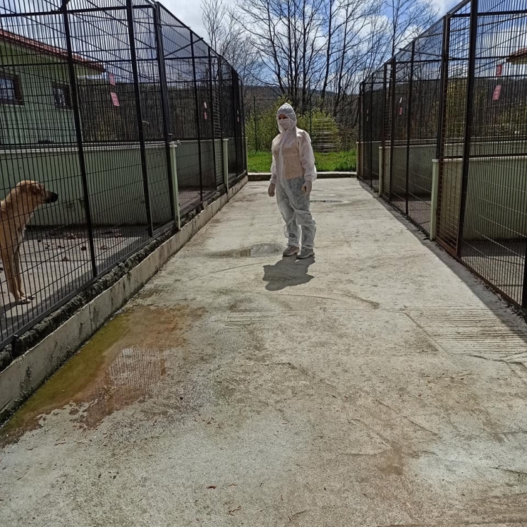 Hayvan Bakım Evlerine Denetleme Yapıldı