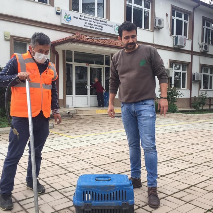 Eve Giren Tilki, Bakıma Alındı