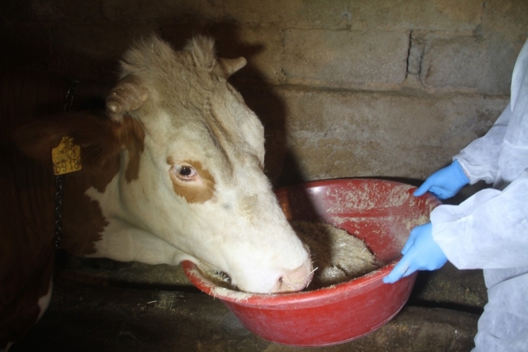 Aile Karantinaya Alındı, Hayvanlarına Vefa Ekibi Bakmaya Başladı