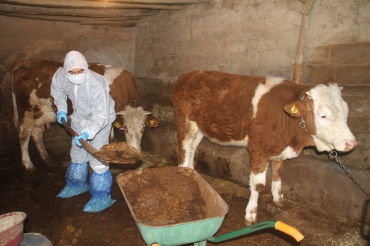 Aile Karantinaya Alındı, Hayvanlarına Vefa Ekibi Bakmaya Başladı