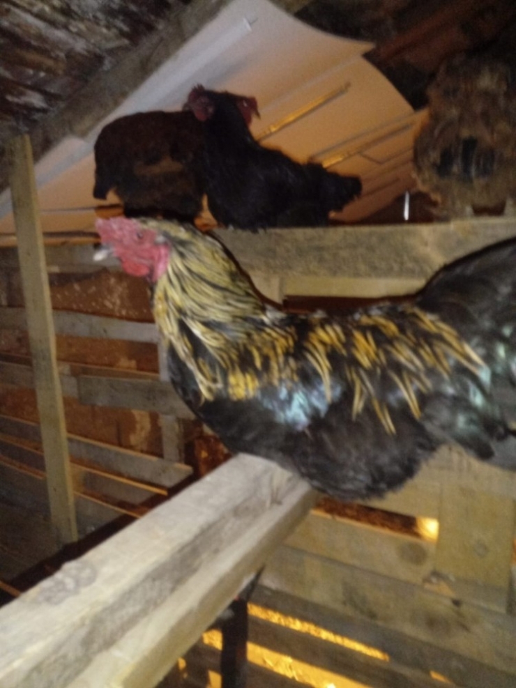 Tavuk Ve Tavşan Hırsızı Yakalandı