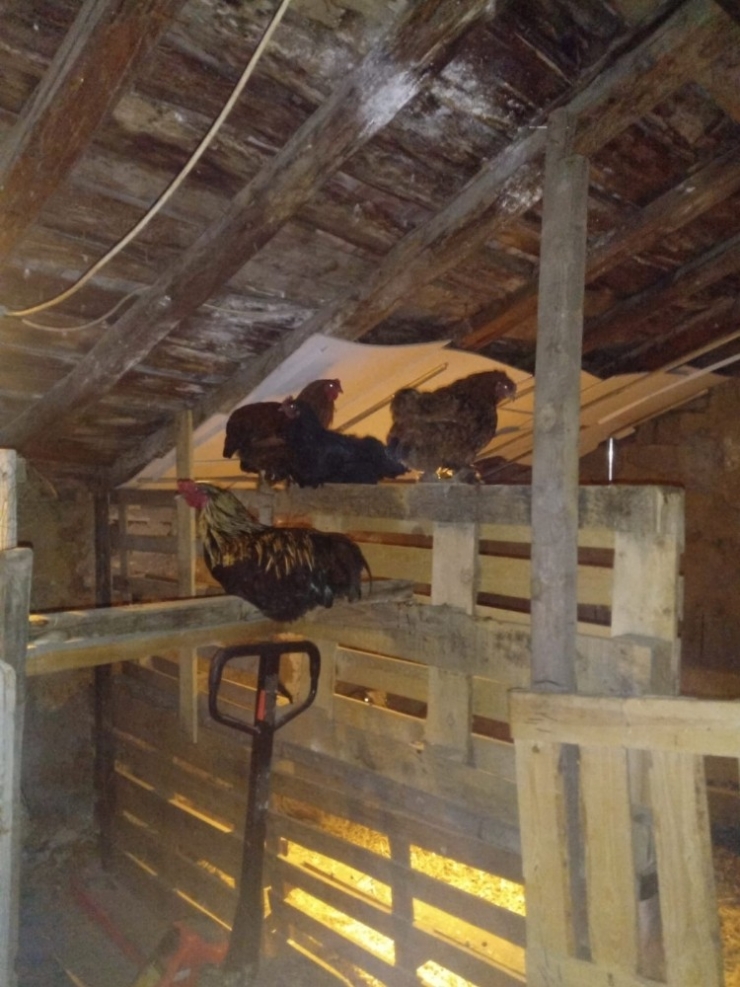 Tavuk Ve Tavşan Hırsızı Yakalandı