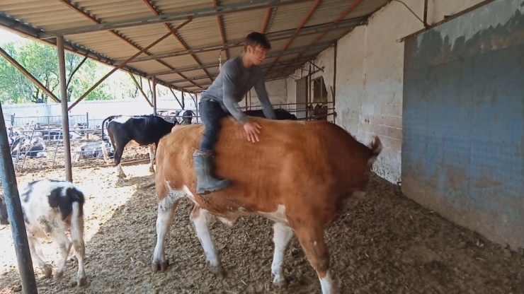 Karamanlı Genç Boğaya Binerek Rodeo Yaptı