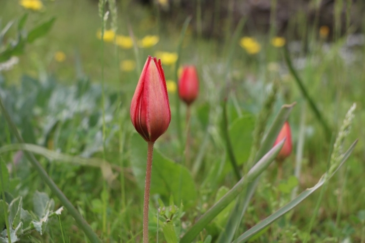 Korona, 73 Bin Liralık ’Manisa Lalesi’ne Yaradı