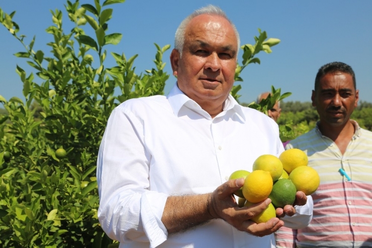 Başkan Tollu: "Limonda İhracat Kapıları Bir An Önce Açılmalı"