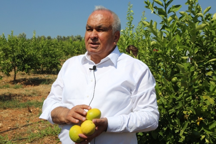 Başkan Tollu: "Limonda İhracat Kapıları Bir An Önce Açılmalı"