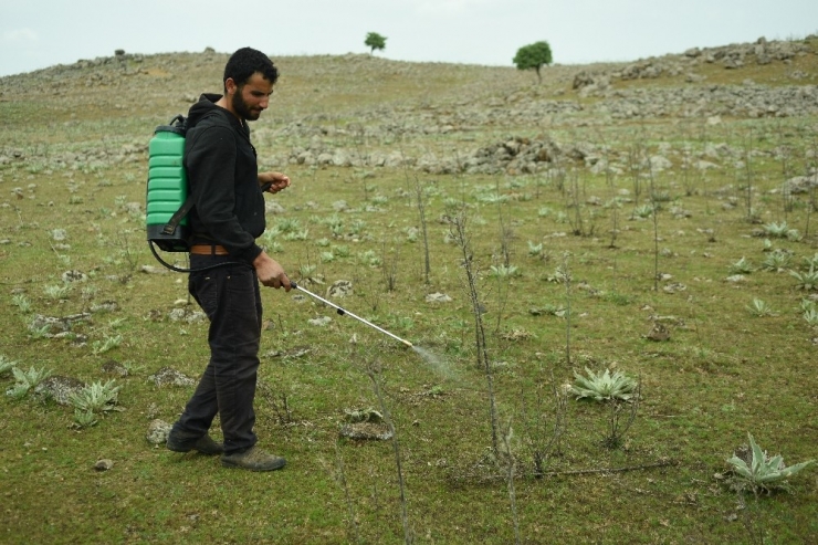 Şanlıurfa’da Çekirge Tehlikesi
