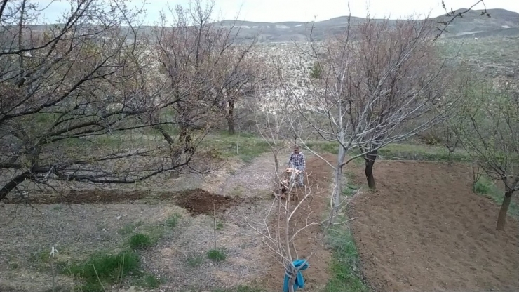 Soğuk Hava Kayısıyı Vurdu
