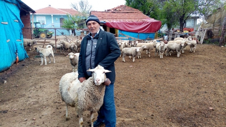 ‘Türkiyem’ Kampanyasına Koyunlarını Bağışladılar