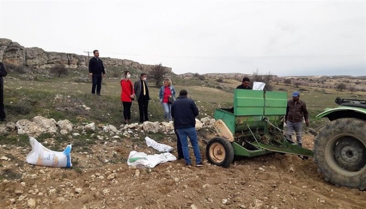 Yazıhan’a Yerli Kırmızı Mercimek Ekimi Yapıldı