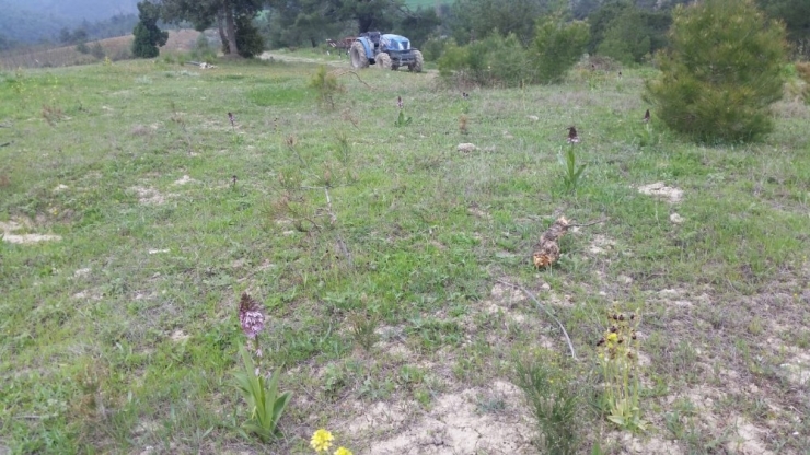 Koparmanın Cezası 72 Bin Lira Olan Bitkiyle Selfie