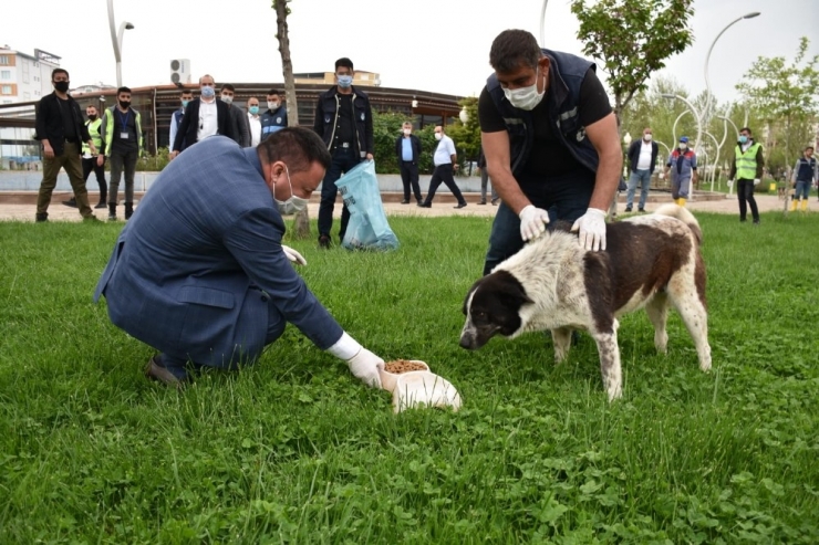 Başkan Beyoğlu Sokak Hayvanları İçin Mama Bıraktı