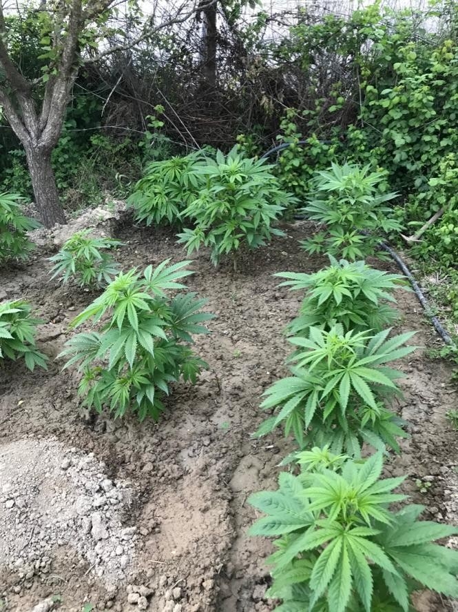 Serada Kenevir Yetiştiren Bekçi Tutuklandı