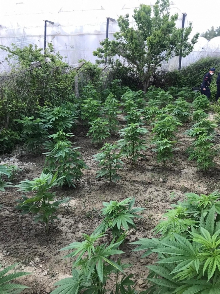 Serada Kenevir Yetiştiren Bekçi Tutuklandı