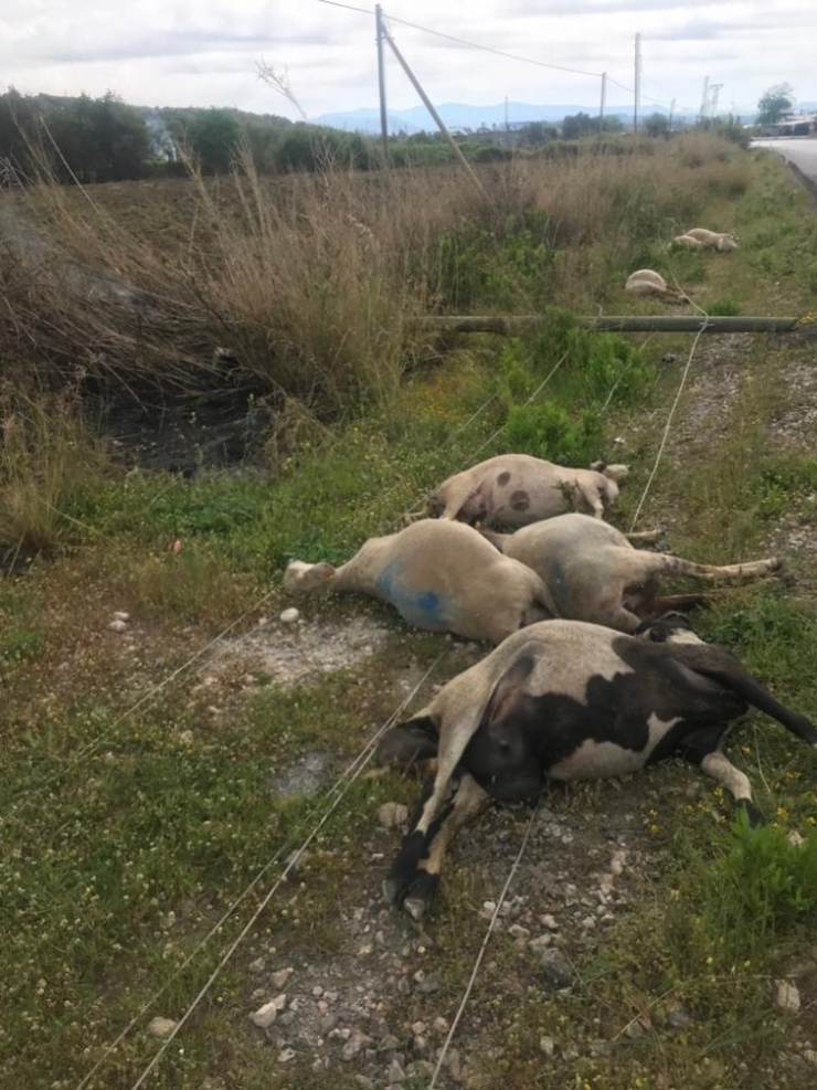 Elektrik Akımına Kapılan 8 Koyun Telef Oldu