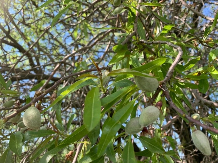 Gercüş’te Çağla Hasadı Başladı