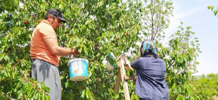 Çukurova’da İlk Kiraz Hasadı Mersin’de Yapıldı