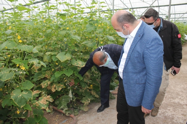 Diyarbakır’da Tarım Ve Hayvancılıkta Üretim Hız Kesmeden Sürüyor