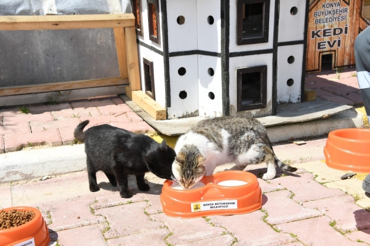 Konya’da Sokak Hayvanları Aç Kalmıyor