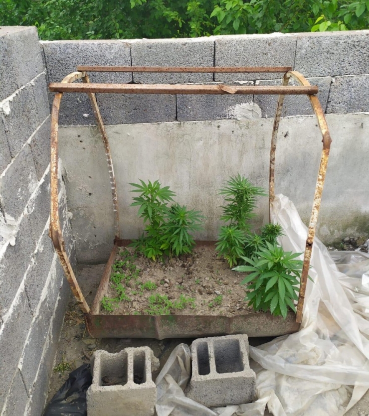 Evinin Çatısında Hint Keneviri Yetiştiren Şüpheli Yakalandı