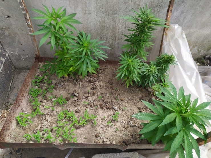 Evinin Çatısında Hint Keneviri Yetiştiren Şüpheli Yakalandı