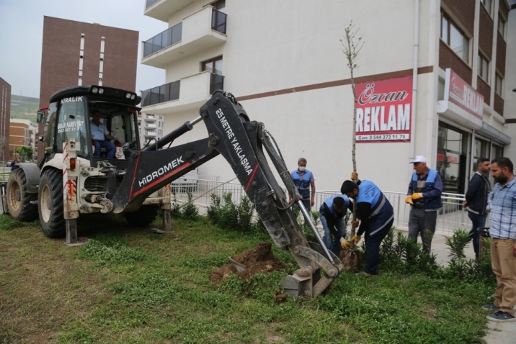 Cizre’de Yeşillendirme Çalışmaları Devam Ediyor