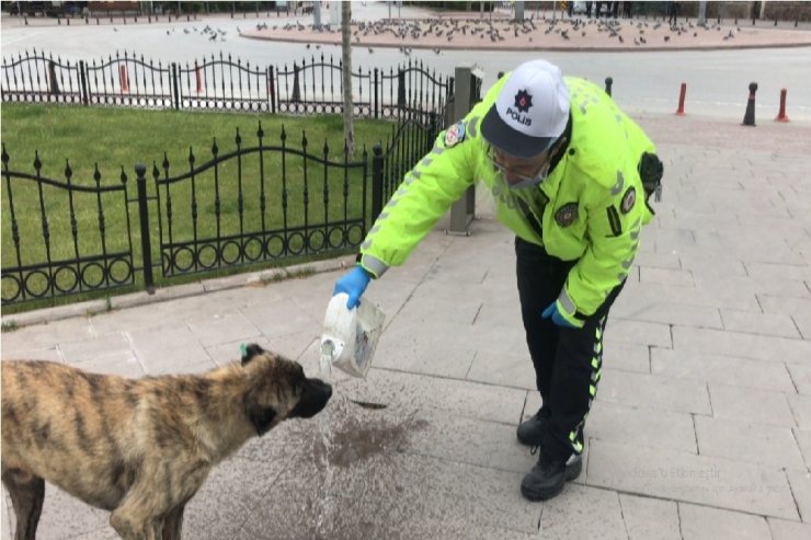 Trafik Polisinin Davranışı Yürekleri Isıttı