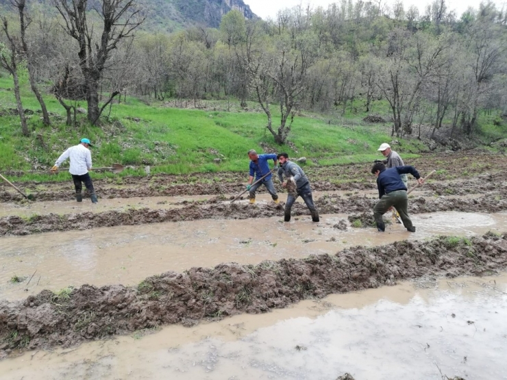 Irak Sınırında İmece Usulü Çeltik Ekimi