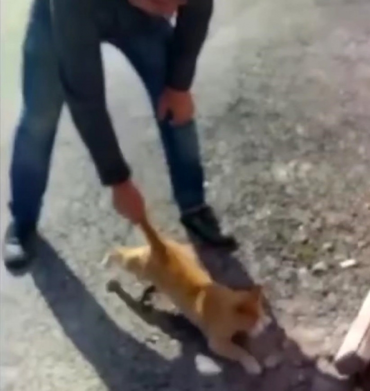 ‘Kediye Eziyet’ Görüntüleri İle İlgili Soruşturma Başlatıldı