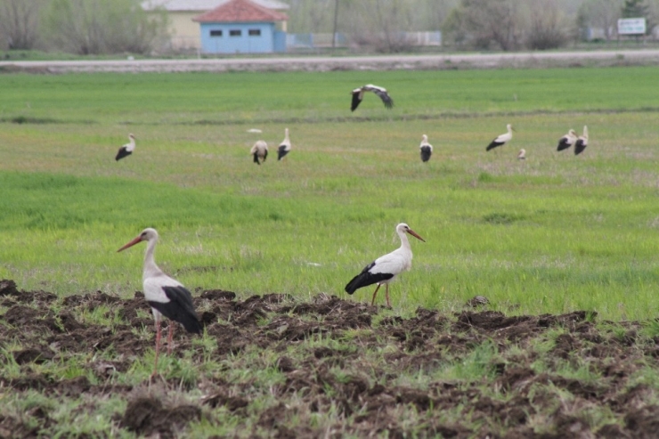 Tarla Sürülürken Leylekler Solucan Ve Böceklerle Besleniyor
