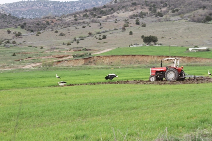 Tarla Sürülürken Leylekler Solucan Ve Böceklerle Besleniyor
